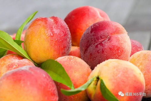 国家教育部助力威县农副产品销售 威县农民的福音