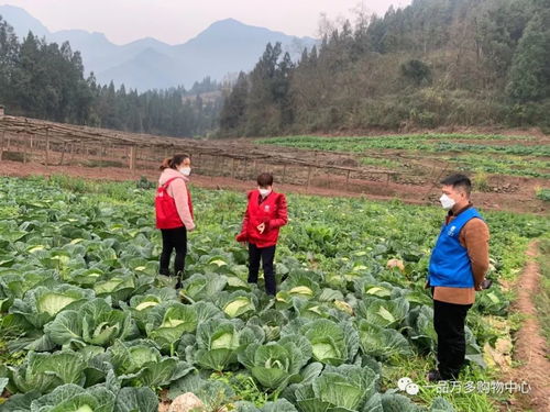 抗击疫情丨一品万多上门收购解决农民销售难题，确保民生需求