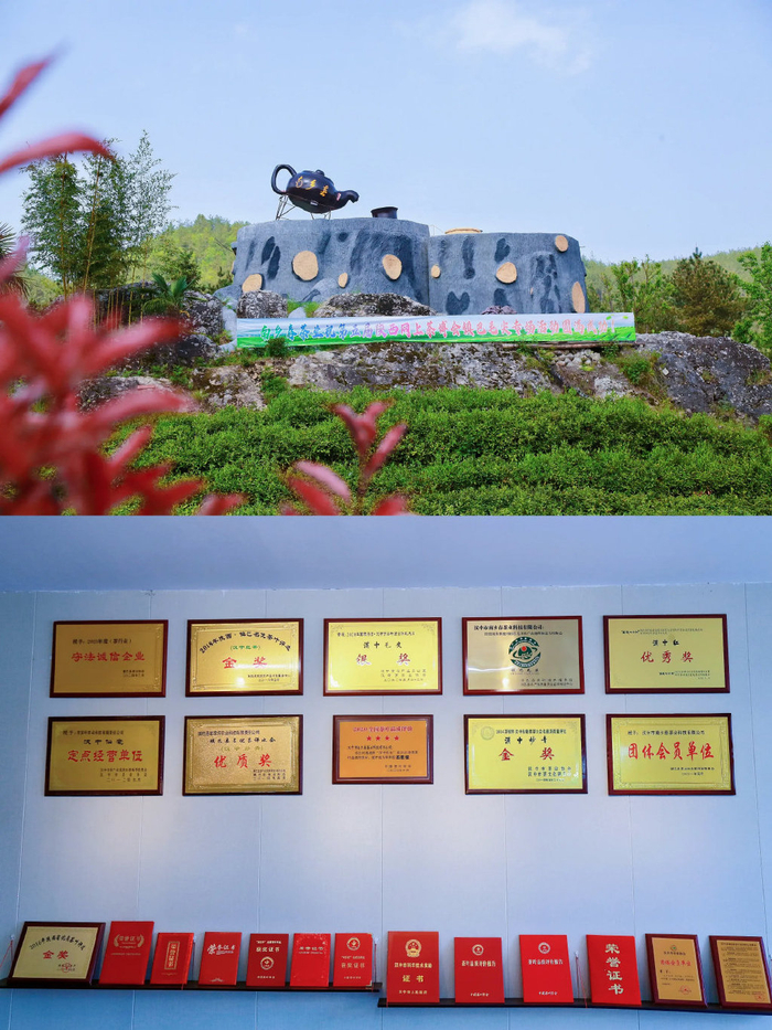 镇巴盐场镇 传承与创新的交融，探索茶叶发展多元之路