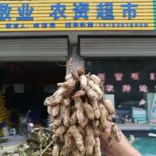 重庆市酉阳县三亿农业开发公司 多元产业布局助力乡村振兴