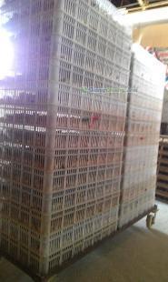 浙江最优质鹌鹑苗特惠供应——助力农副产品产业发展